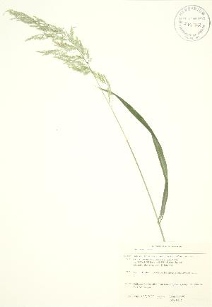  ( - JAG 0805)  @11 [ ] Copyright (2009) Steven Newmaster University of Guelph BIO Herbarium
