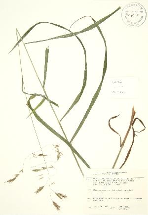  (Bromus pubescens - JAG 0764)  @11 [ ] Copyright (2009) Steven Newmaster University of Guelph BIO Herbarium