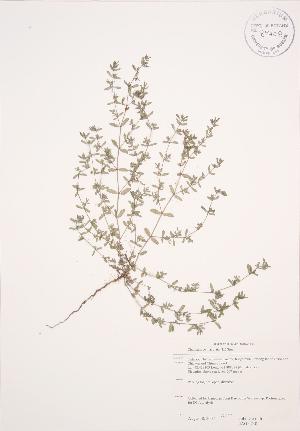  ( - JAG 0740)  @11 [ ] Copyright (2009) Steven Newmaster University of Guelph BIO Herbarium