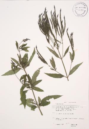  (Verbena hastata - JAG 0732)  @11 [ ] Copyright (2009) Steven Newmaster University of Guelph BIO Herbarium
