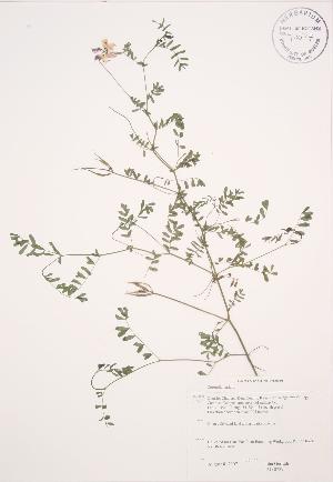  ( - JAG 0729)  @11 [ ] Copyright (2009) Steven Newmaster University of Guelph BIO Herbarium