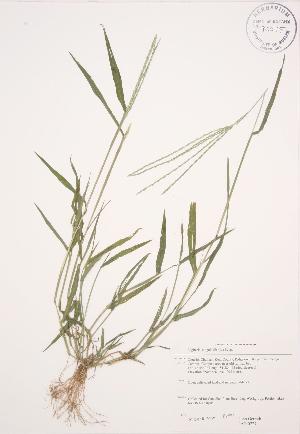  ( - JAG 0727)  @11 [ ] Copyright (2009) Steven Newmaster University of Guelph BIO Herbarium