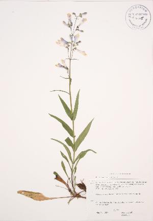  ( - JAG 0587)  @11 [ ] Copyright (2009) Steven Newmaster University of Guelph BIO Herbarium