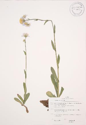  (Erigeron pulchellus - JAG 0518)  @11 [ ] Copyright (2009) Steven Newmaster University of Guelph BIO Herbarium