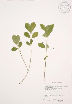  ( - JAG 0516)  @11 [ ] Copyright (2009) Steven Newmaster University of Guelph BIO Herbarium