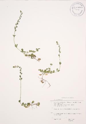  (Veronica arvensis - JAG 0514)  @11 [ ] Copyright (2009) Steven Newmaster University of Guelph BIO Herbarium