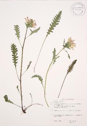  (Pedicularis canadensis - JAG 0513)  @11 [ ] Copyright (2009) Steven Newmaster University of Guelph BIO Herbarium