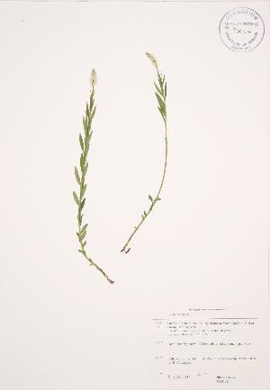  (Polygala senega - JAG 0511)  @11 [ ] Copyright (2009) Steven Newmaster University of Guelph BIO Herbarium