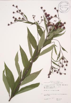  (Vernonia gigantea - JAG 0742)  @11 [ ] Copyright (2009) Steven Newmaster University of Guelph BIO Herbarium