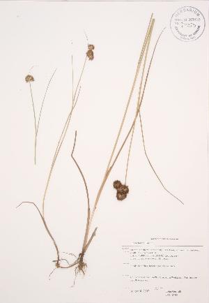  ( - JAG 0743)  @11 [ ] Copyright (2009) Steven Newmaster University of Guelph BIO Herbarium