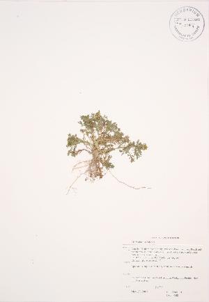  (Matricaria discoidea - JAG 0600)  @11 [ ] Copyright (2009) Steven Newmaster University of Guelph BIO Herbarium