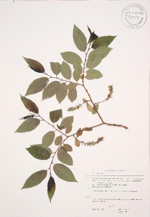  (Salix serissima - JAG 0599)  @11 [ ] Copyright (2009) Steven Newmaster University of Guelph BIO Herbarium