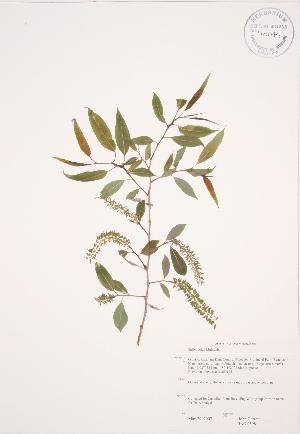  ( - JAG 0598)  @11 [ ] Copyright (2009) Steven Newmaster University of Guelph BIO Herbarium