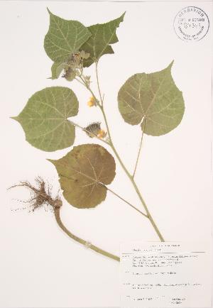  (Abutilon theophrasti - JAG 0687)  @11 [ ] Copyright (2009) Steven Newmaster University of Guelph BIO Herbarium