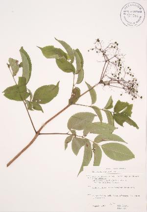  ( - JAG 0684)  @11 [ ] Copyright (2009) Steven Newmaster University of Guelph BIO Herbarium