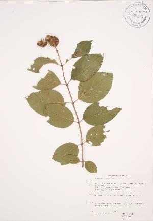  (Cephalanthus occidentalis - JAG 0683)  @11 [ ] Copyright (2009) Steven Newmaster University of Guelph BIO Herbarium