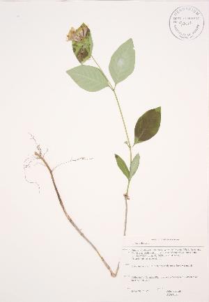  (Lonicera dioica - JAG 0593)  @11 [ ] Copyright (2009) Steven Newmaster University of Guelph BIO Herbarium