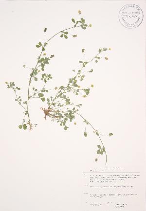  ( - JAG 0592)  @11 [ ] Copyright (2009) Steven Newmaster University of Guelph BIO Herbarium