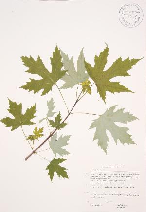  ( - JAG 0603)  @11 [ ] Copyright (2009) Steven Newmaster University of Guelph BIO Herbarium