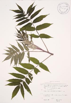  (Rhus hirta - JAG 0601)  @11 [ ] Copyright (2009) Steven Newmaster University of Guelph BIO Herbarium