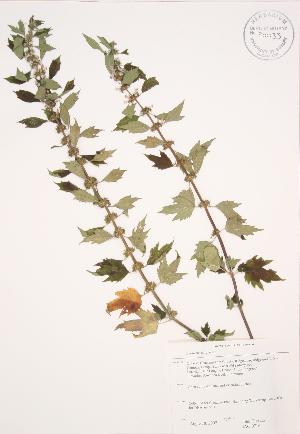  (Leonurus cardiaca - JAG 0716)  @11 [ ] Copyright (2009) Steven Newmaster University of Guelph BIO Herbarium