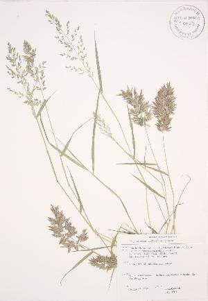  (Eragrostis cilianensis - JAG 0701)  @11 [ ] Copyright (2009) Steven Newmaster University of Guelph BIO Herbarium