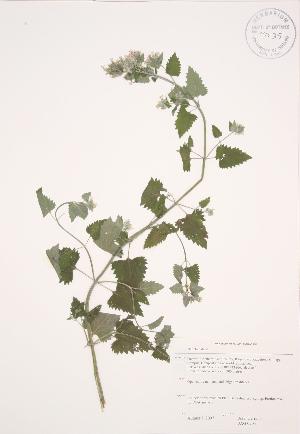  (Nepeta cataria - JAG 0703)  @11 [ ] Copyright (2009) Steven Newmaster University of Guelph BIO Herbarium
