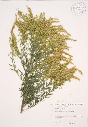  ( - JAG 0738)  @11 [ ] Copyright (2009) Steven Newmaster University of Guelph BIO Herbarium
