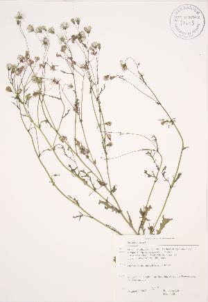  (Senecio vulgaris - JAG 0720)  @11 [ ] Copyright (2009) Steven Newmaster University of Guelph BIO Herbarium