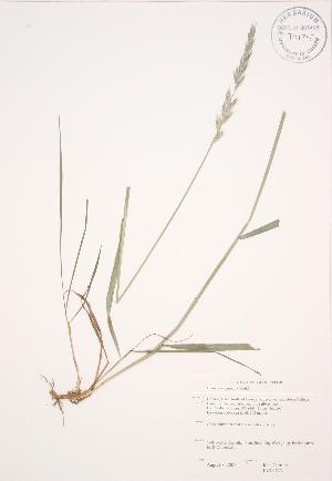  ( - JAG 0723)  @11 [ ] Copyright (2009) Steven Newmaster University of Guelph BIO Herbarium