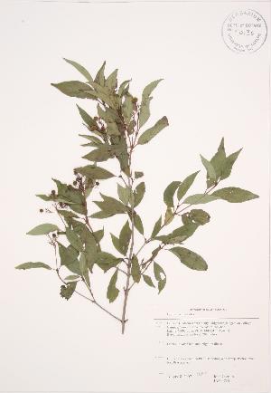  (Cornus racemosa - JAG 0724)  @11 [ ] Copyright (2009) Steven Newmaster University of Guelph BIO Herbarium