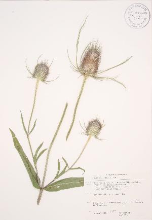  ( - JAG 0710)  @11 [ ] Copyright (2009) Steven Newmaster University of Guelph BIO Herbarium