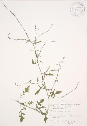  (Sisymbrium officinale - JAG 0706)  @11 [ ] Copyright (2009) Steven Newmaster University of Guelph BIO Herbarium
