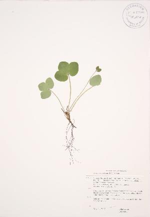  ( - JAG 0475)  @11 [ ] Copyright (2009) Steven Newmaster University of Guelph BIO Herbarium