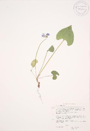  (Viola cucullata - JAG 0477)  @11 [ ] Copyright (2009) Steven Newmaster University of Guelph BIO Herbarium