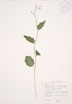  ( - JAG 0480)  @11 [ ] Copyright (2009) Steven Newmaster University of Guelph BIO Herbarium