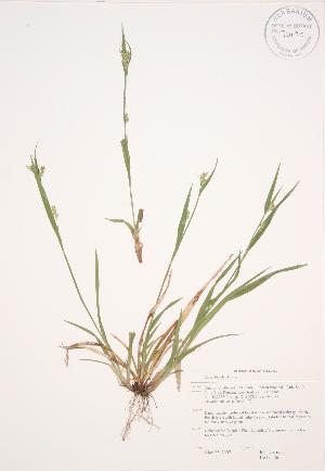  (Carex blanda - JAG 0506)  @11 [ ] Copyright (2009) Steven Newmaster University of Guelph BIO Herbarium