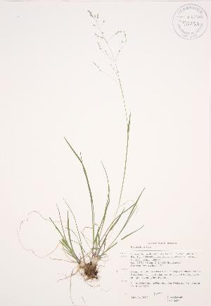  ( - JAG 0473)  @11 [ ] Copyright (2009) Steven Newmaster University of Guelph BIO Herbarium