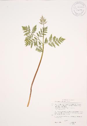  ( - JAG 0474)  @11 [ ] Copyright (2009) Steven Newmaster University of Guelph BIO Herbarium