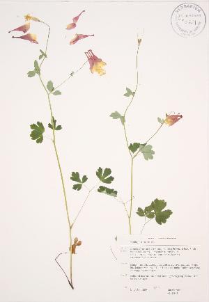  (Aquilegia canadensis - JAG 0501)  @11 [ ] Copyright (2009) Steven Newmaster University of Guelph BIO Herbarium