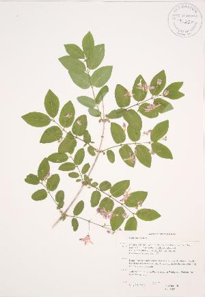  (Lonicera tatarica - JAG 0502)  @11 [ ] Copyright (2009) Steven Newmaster University of Guelph BIO Herbarium