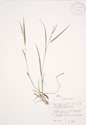  ( - JAG 0484)  @11 [ ] Copyright (2009) Steven Newmaster University of Guelph BIO Herbarium