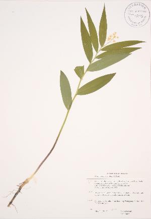  (Maianthemum stellatum - JAG 0485)  @11 [ ] Copyright (2009) Steven Newmaster University of Guelph BIO Herbarium