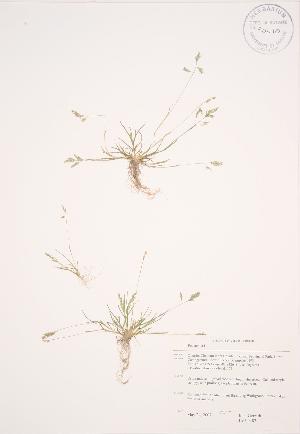 ( - JAG 0487)  @11 [ ] Copyright (2009) Steven Newmaster University of Guelph BIO Herbarium