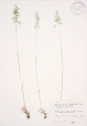  (Poa bulbosa - JAG 0489)  @11 [ ] Copyright (2009) Steven Newmaster University of Guelph BIO Herbarium