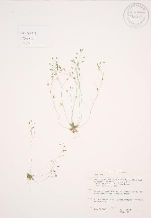  (Draba verna - JAG 0492)  @11 [ ] Copyright (2009) Steven Newmaster University of Guelph BIO Herbarium