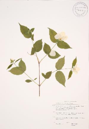  (Rhodotypos - JAG 0493)  @11 [ ] Copyright (2009) Steven Newmaster University of Guelph BIO Herbarium