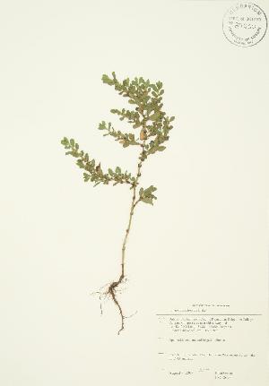  (Polygonum achoreum - JAG 0693)  @11 [ ] Copyright (2009) Steven Newmaster University of Guelph BIO Herbarium
