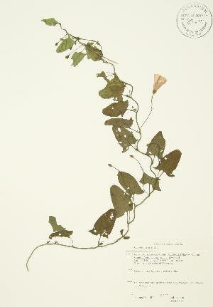  ( - JAG 0692)  @11 [ ] Copyright (2009) Steven Newmaster University of Guelph BIO Herbarium