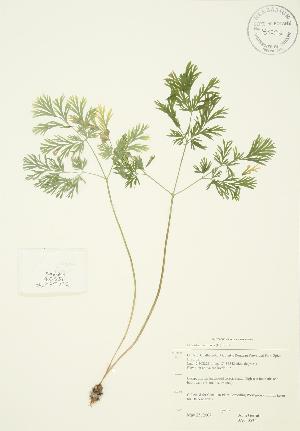  (Dicentra cucullaria - JAG 0534)  @11 [ ] Copyright (2009) Steven Newmaster University of Guelph BIO Herbarium